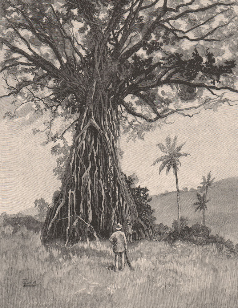 Backa Tree. FIJI 1888 old antique vintage print picture